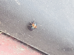 Gastrophysa polygoni