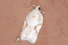 Acleris logiana