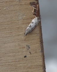 Eudonia angustea