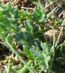 Erodium ciconium