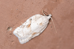 Acleris logiana