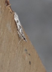 Eudonia angustea