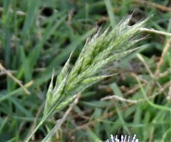 Bromus hordeaceus