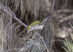 Setophaga pensylvanica