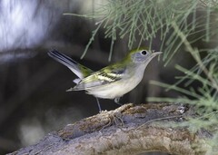 Setophaga pensylvanica