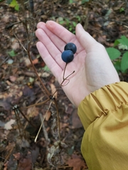 Caulophyllum thalictroides