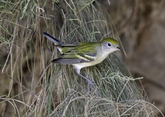Setophaga pensylvanica