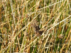 Juncus acutus