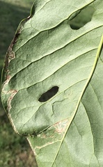 Phyllocnistis magnoliella
