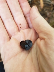 Caulophyllum thalictroides