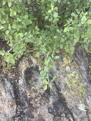 Prunus fremontii