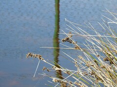 Juncus acutus