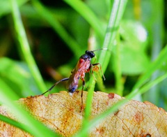 Linycus exhortator thoracicus