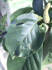 Phyllocnistis magnoliella