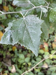 Populus alba