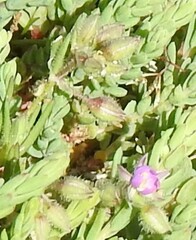 Spergularia purpurea