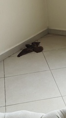 Antrostomus carolinensis