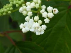 Viburnum dentatum