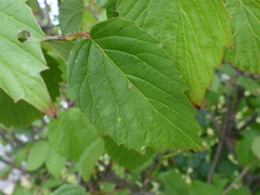 Viburnum dentatum