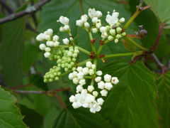 Viburnum dentatum