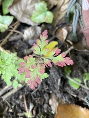 Geranium robertianum