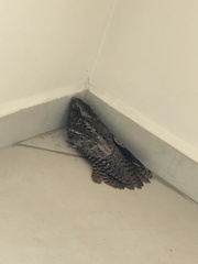 Antrostomus carolinensis