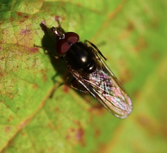 Rhingia nasica