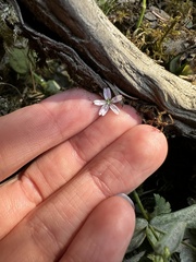 Claytonia sibirica
