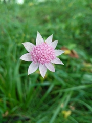 Astrantia maxima