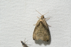 Olethreutes exoletum