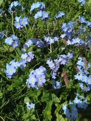 Myosotis alpestris