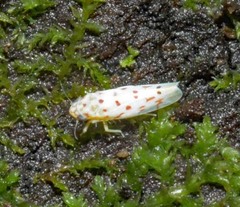 Dikrella maculata