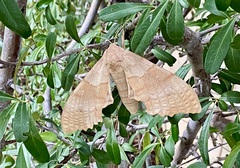 Pachysphinx occidentalis