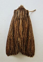 Ichneutica steropastis