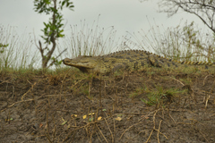 Crocodylus niloticus africanus
