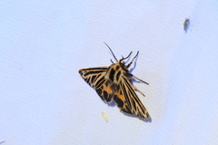 Apantesis virguncula