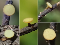 Lanzia luteovirescens