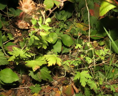 Geranium sibiricum