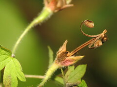 Geranium sibiricum