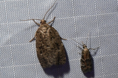 Choristoneura fumiferana