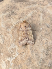 Agrochola pistacinoides