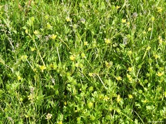 Ranunculus muricatus