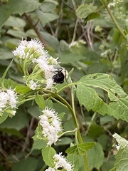 Bombus impatiens