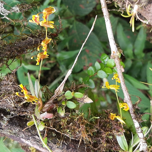 Image of Oncidium poikilostalix by (c) Arthur de Jesús Chavarría Pérez, some rights reserved (CC BY)
