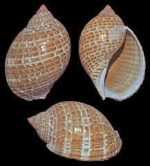 Tonna perdix