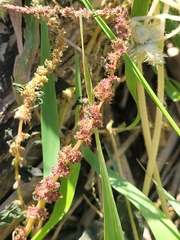 Amaranthus tuberculatus
