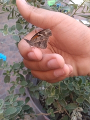 Libytheana carinenta mexicana
