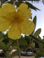 Tabebuia aurea