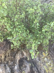 Prunus fremontii