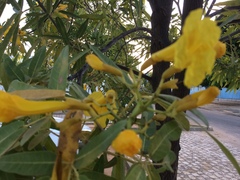 Tabebuia aurea